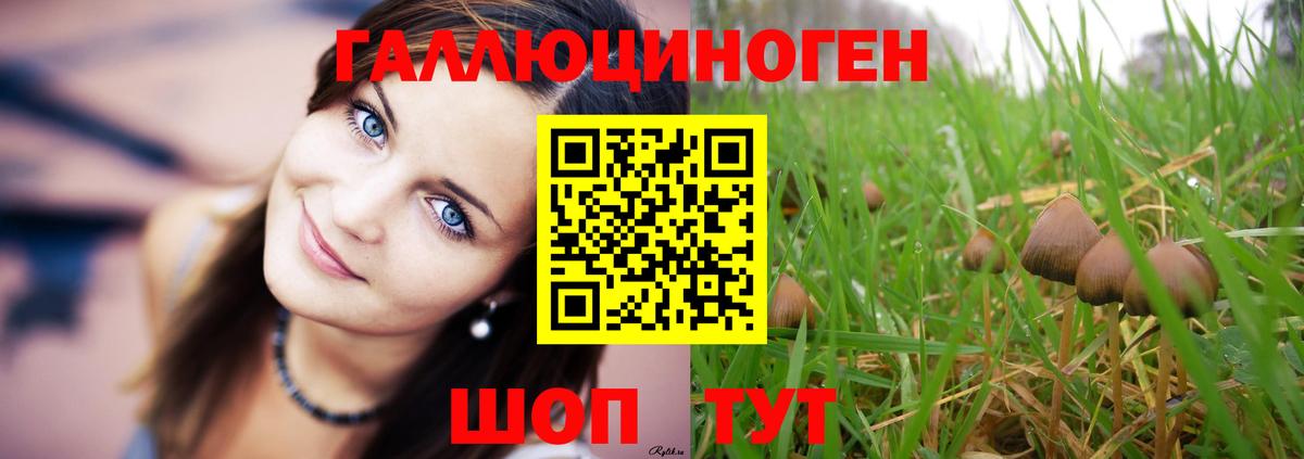 наркотики  Вход с VPN  Гагарин  Галлюциногенные грибы Psilocybine cubensis  Галлюциногенные грибы Cubensis 
